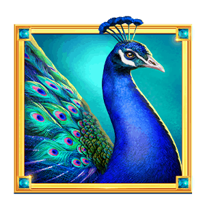 Heart_of_India_peacock